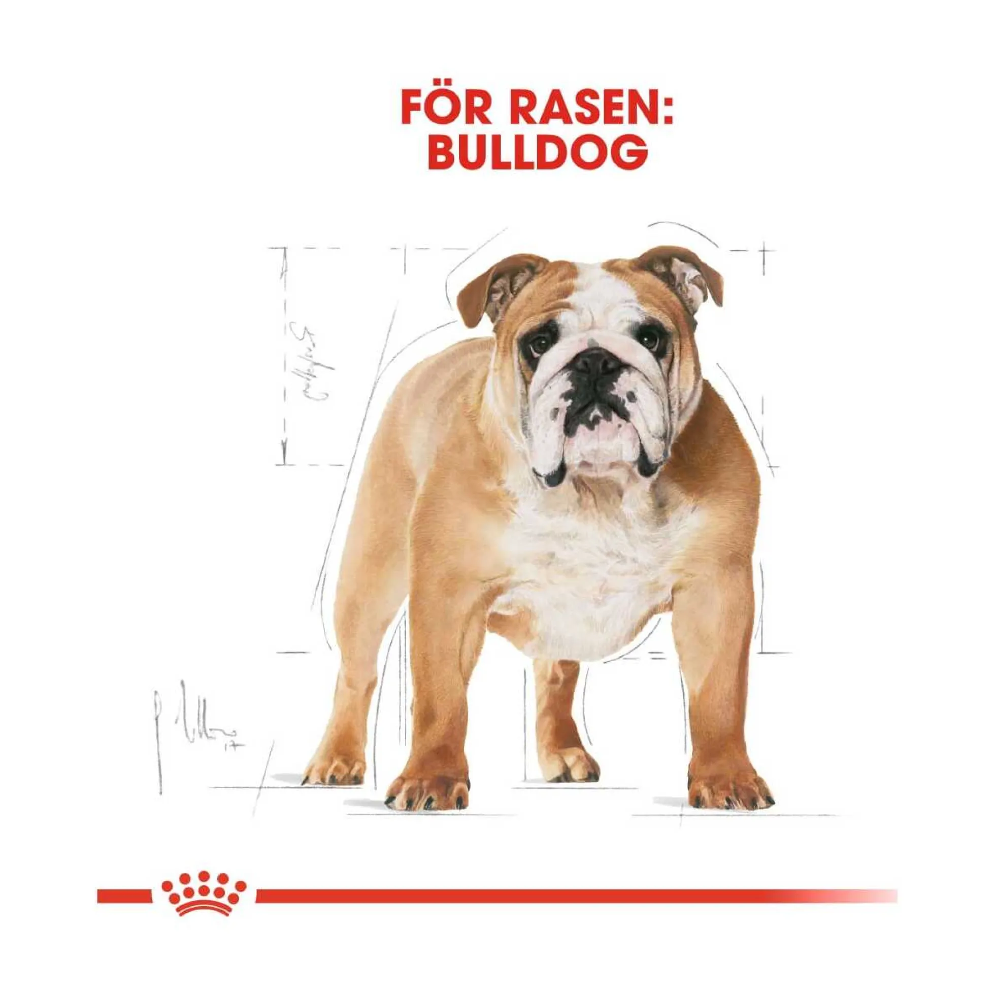 Royal Canin Bulldog Adult