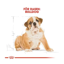 Royal Canin Bulldog Puppy