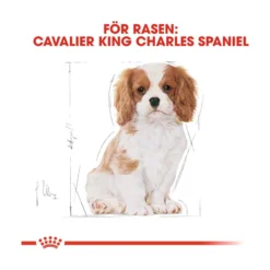 Royal Canin Cavalier King Charles Puppy