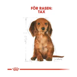 Royal Canin Dachshund Puppy