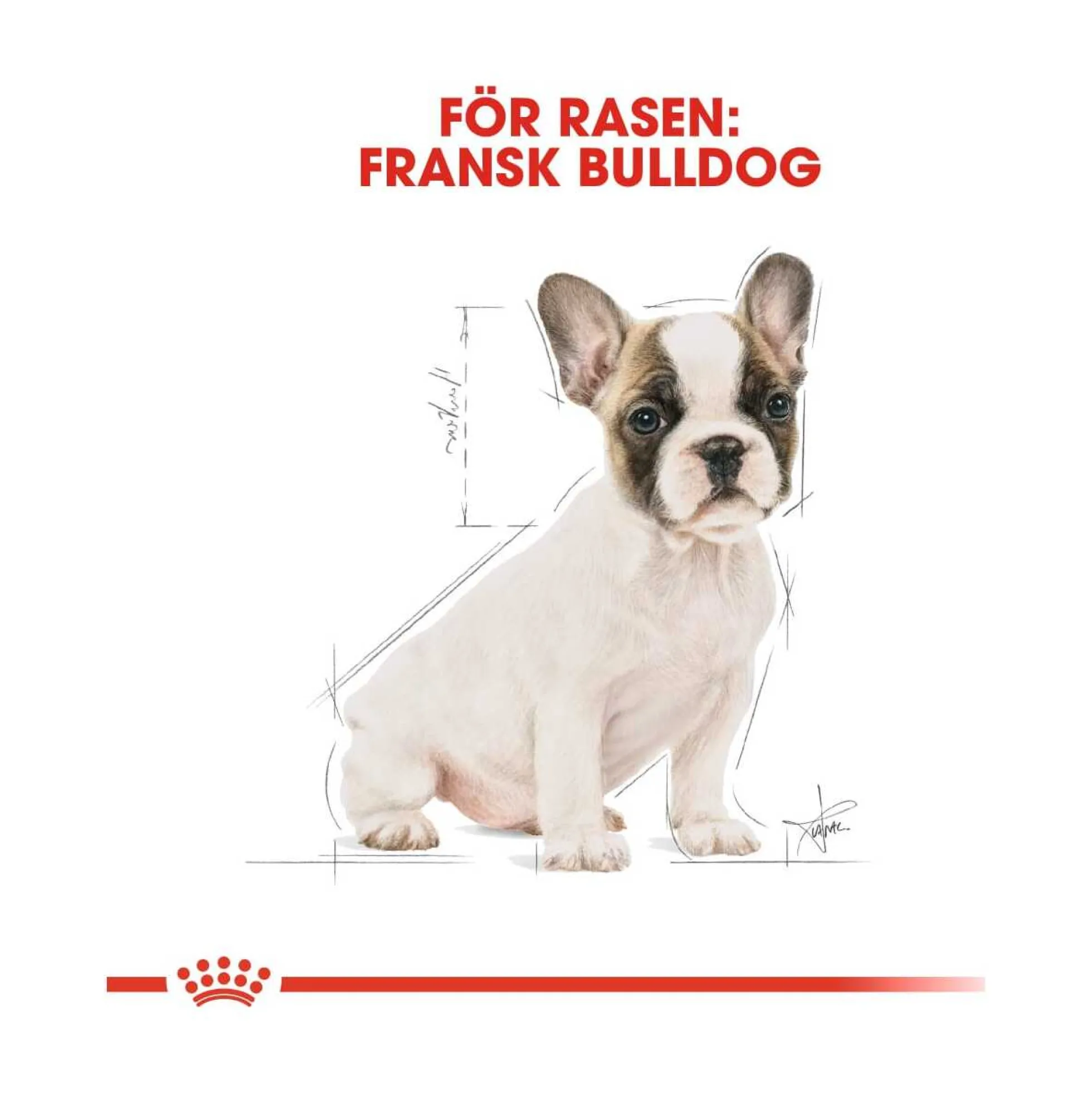 Royal Canin French Bulldog Puppy