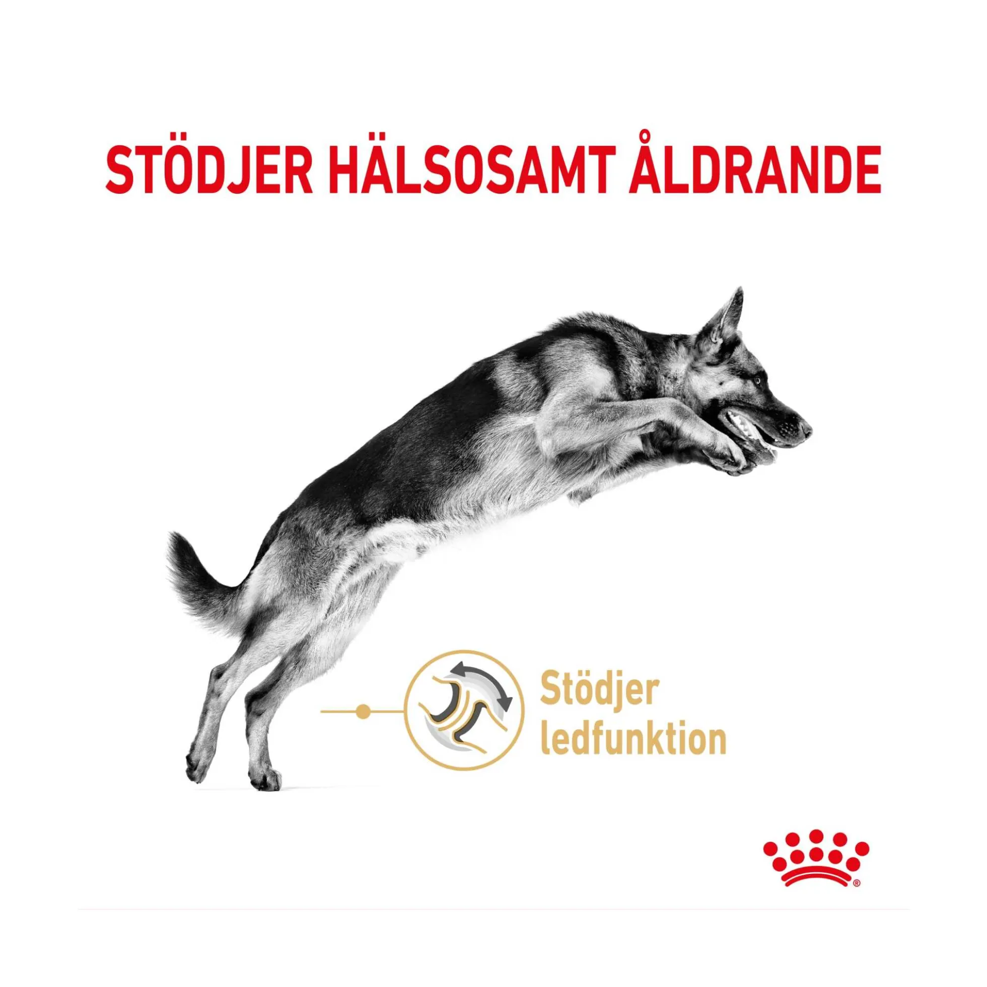 Royal Canin German Shepherd Adult 5+