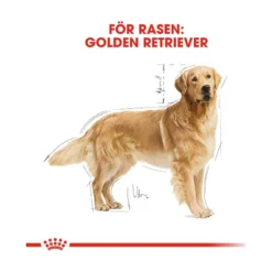 Royal Canin Golden Retriever Adult
