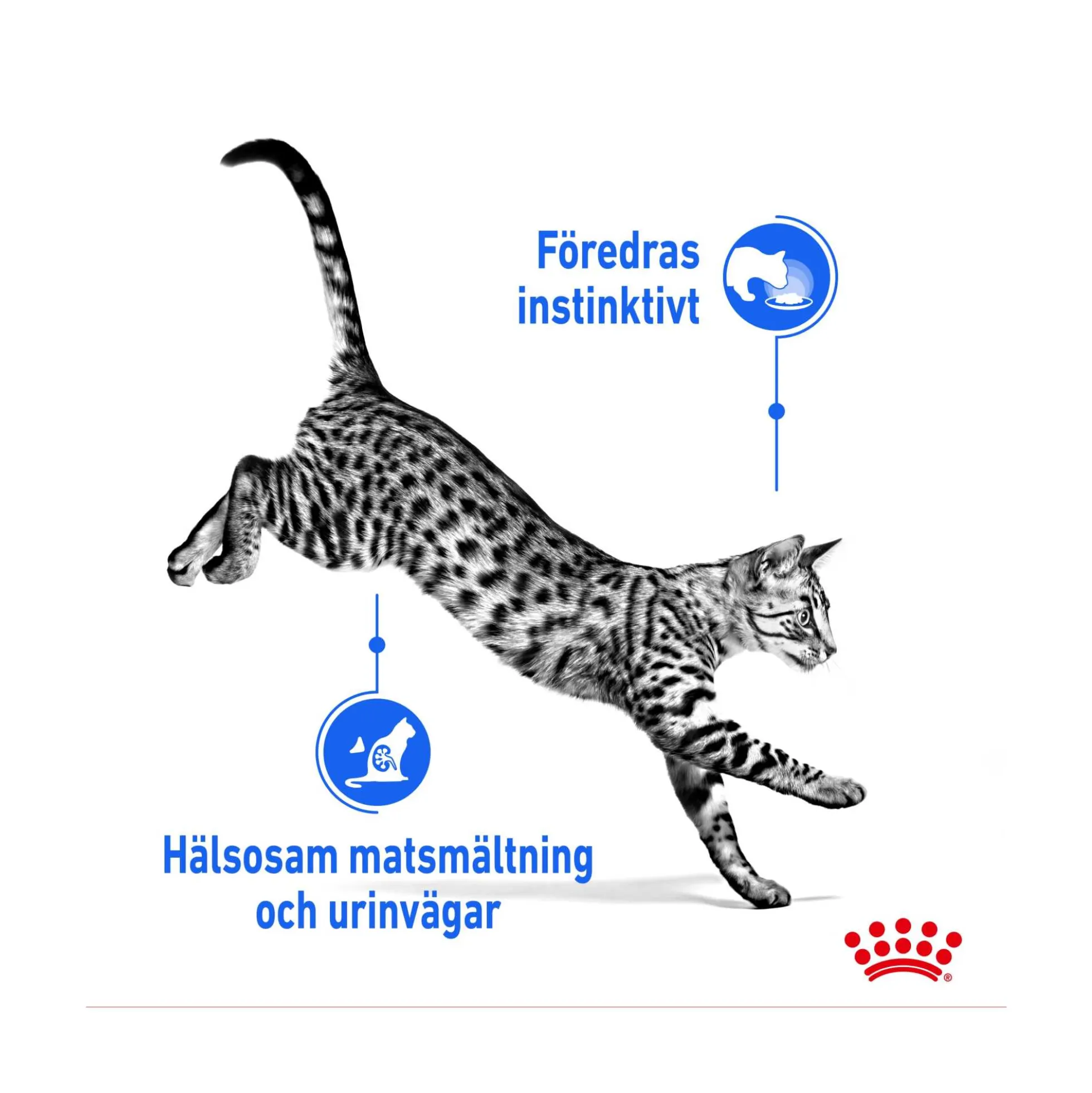 Royal Canin Indoor Gravy