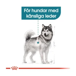 Royal Canin Joint Care Maxi