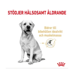 Royal Canin Labrador Retriever Adult 5+