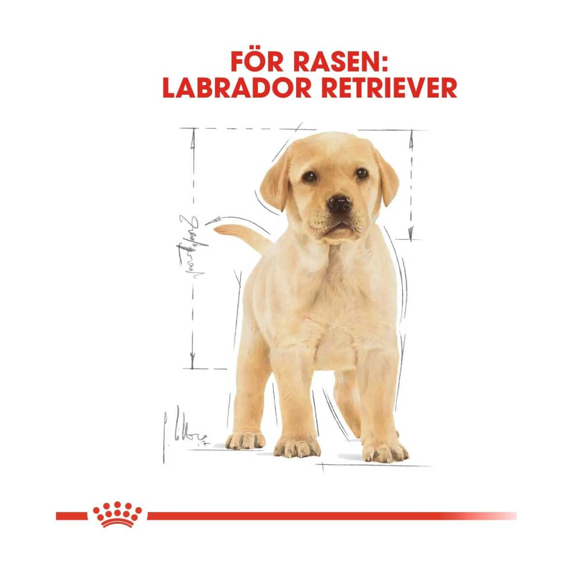 Royal Canin Labrador Retriever Puppy