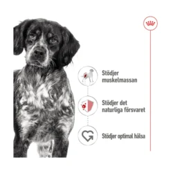 Royal Canin Medium Adult Wet