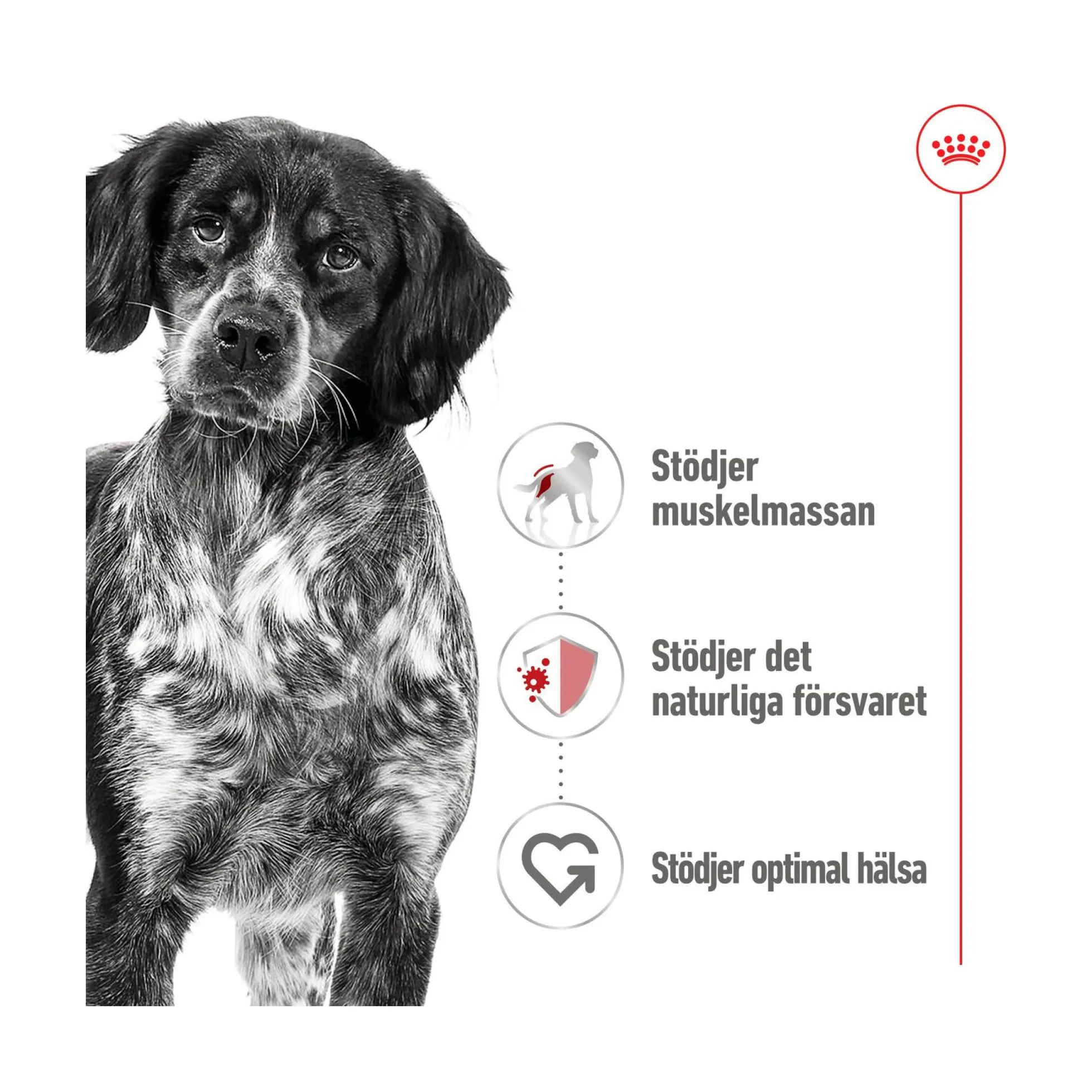 Royal Canin Medium Adult Wet