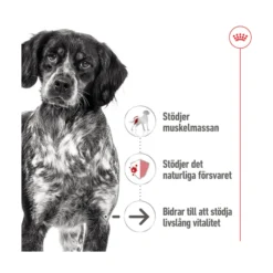 Royal Canin Medium Ageing 7+ Wet