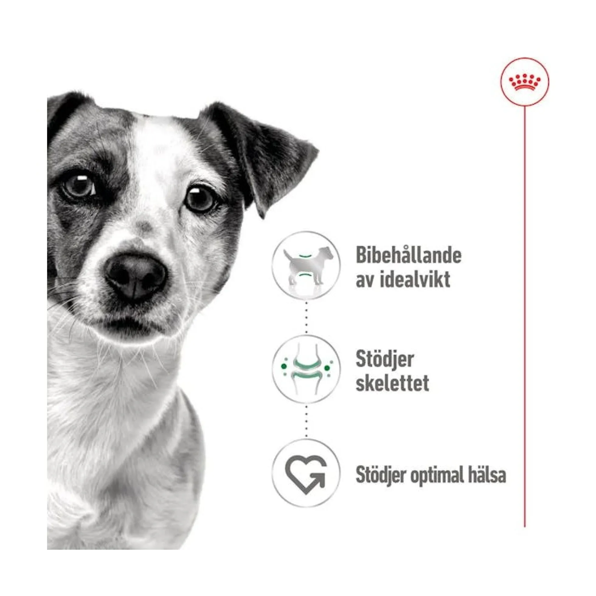 Royal Canin Mini Adult Wet