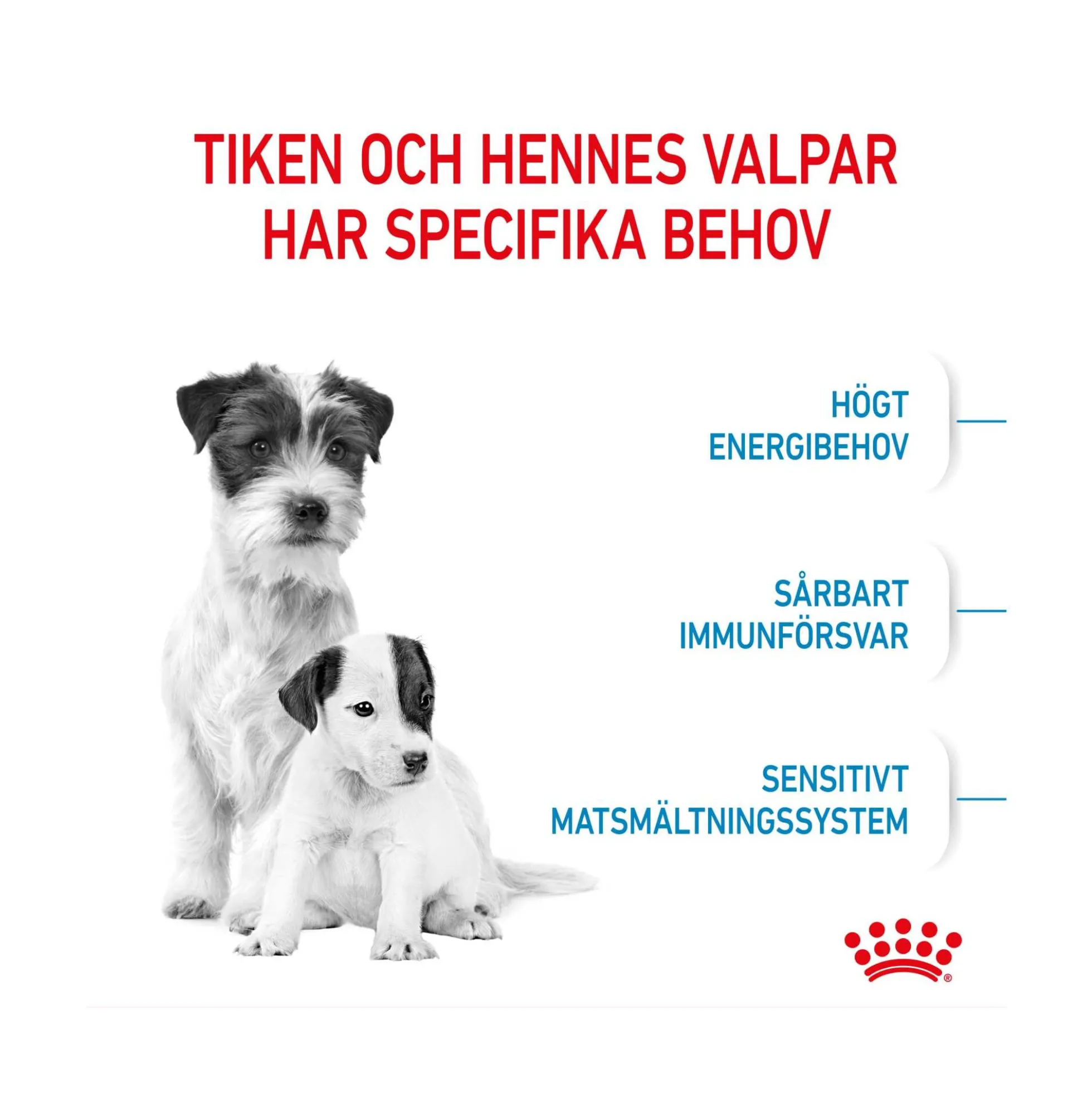 Royal Canin Mini Starter Mother & Babydog