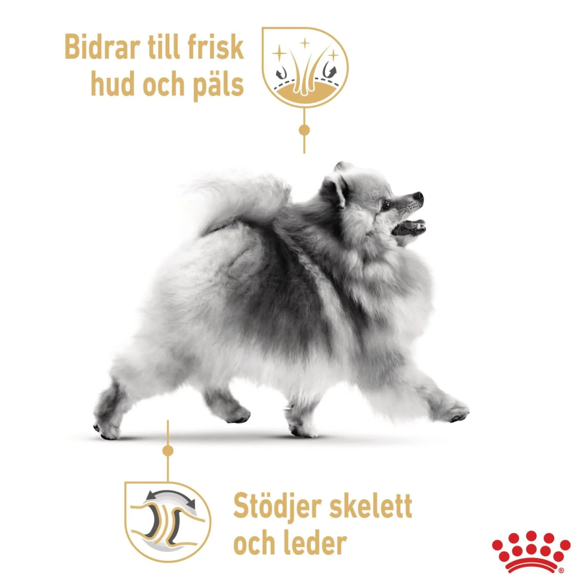 Royal Canin Pomeranian Adult