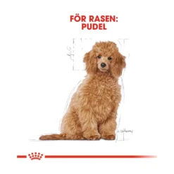 Royal Canin Poodle Puppy
