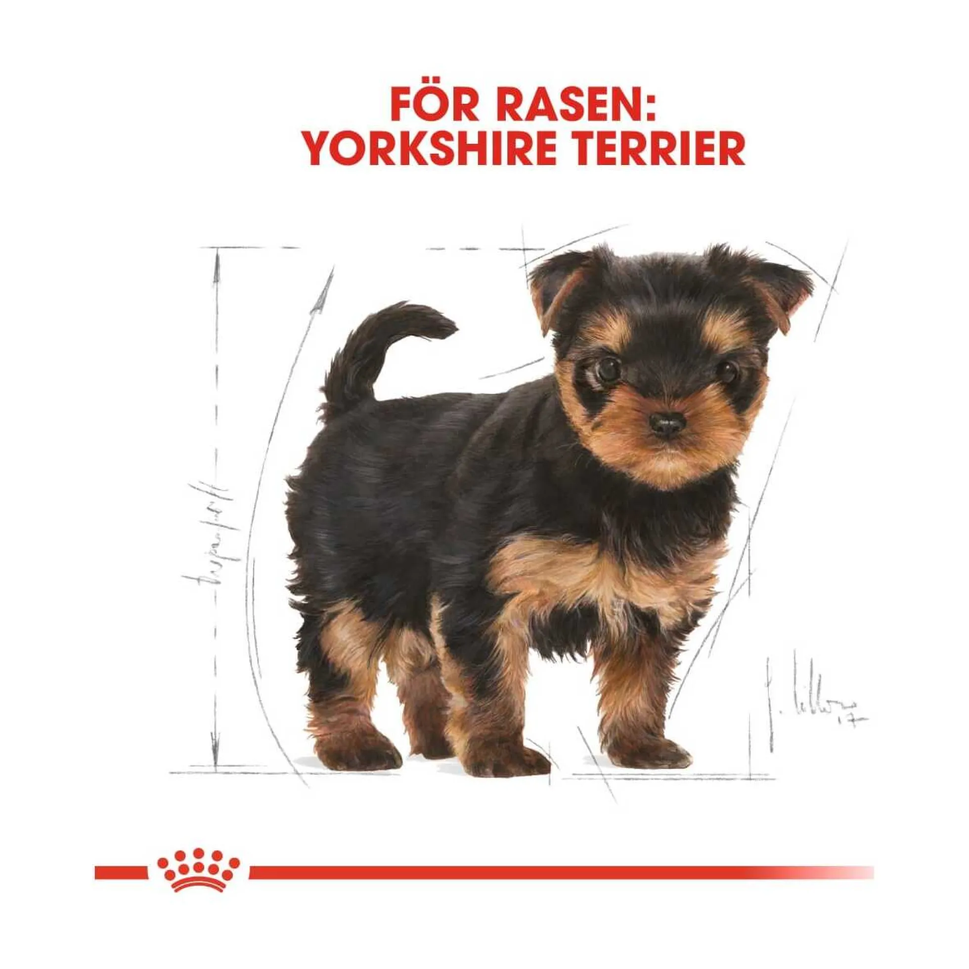 Royal Canin Yorkshire Terrier Puppy