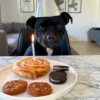TRIXIE Denta Fun Kanelbulle