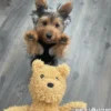 TRIXIE Nalle Mjukisdjur
