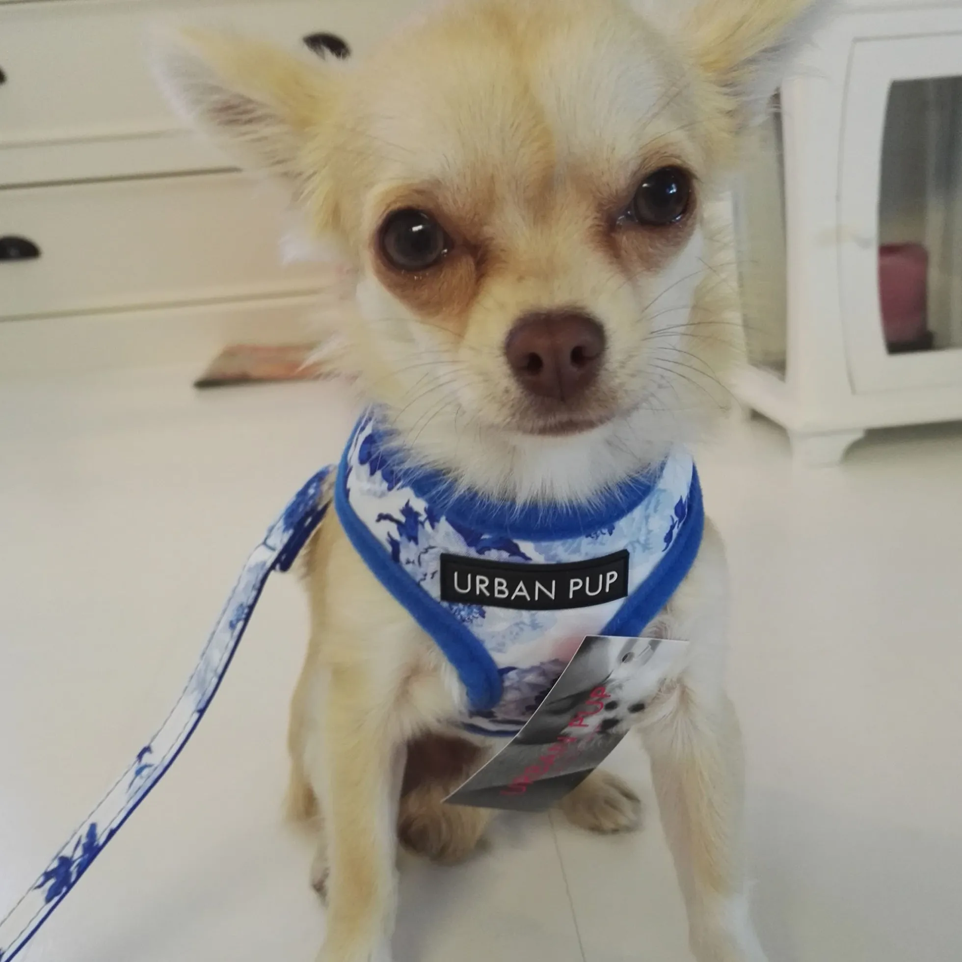 Urban Pup Harness