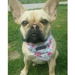 Urban Pup Harness