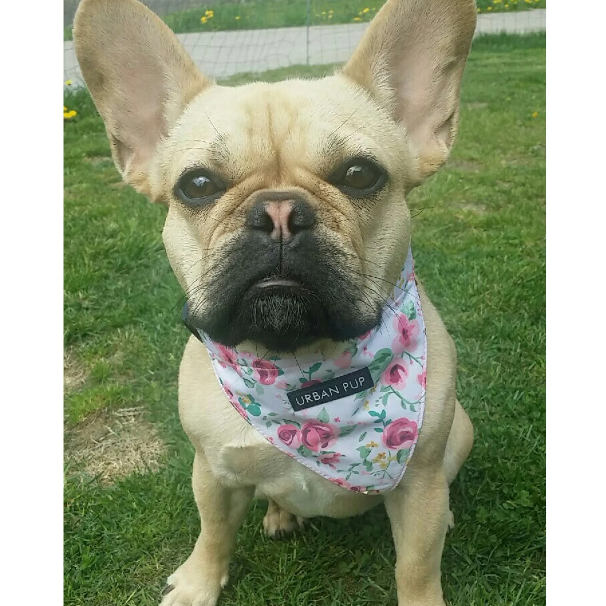 Urban Pup Harness