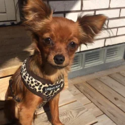 Urban Pup Harness