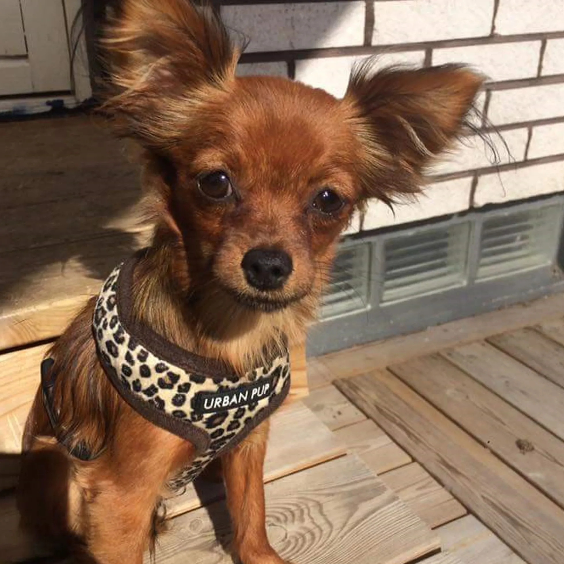 Urban Pup Harness
