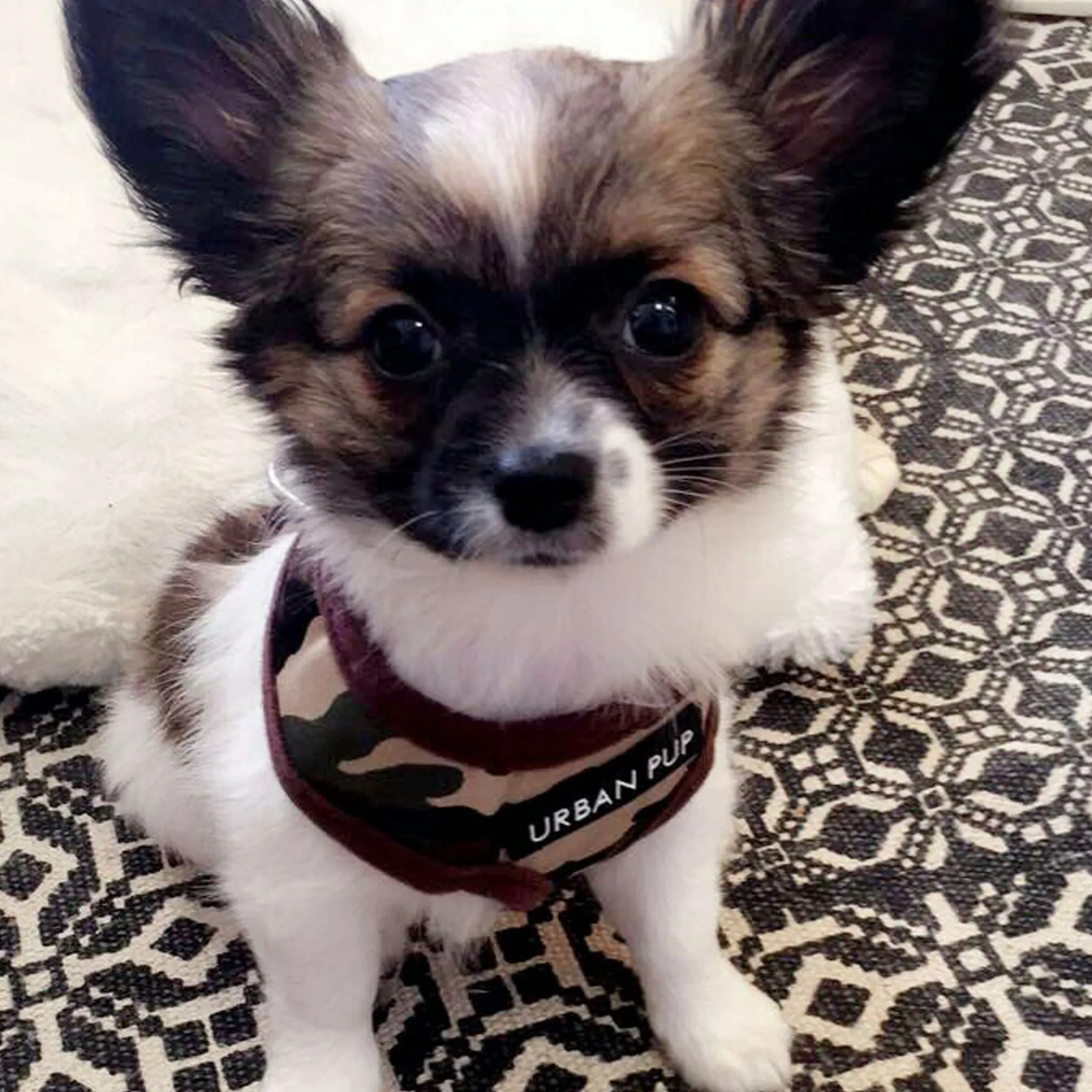 Urban Pup Harness