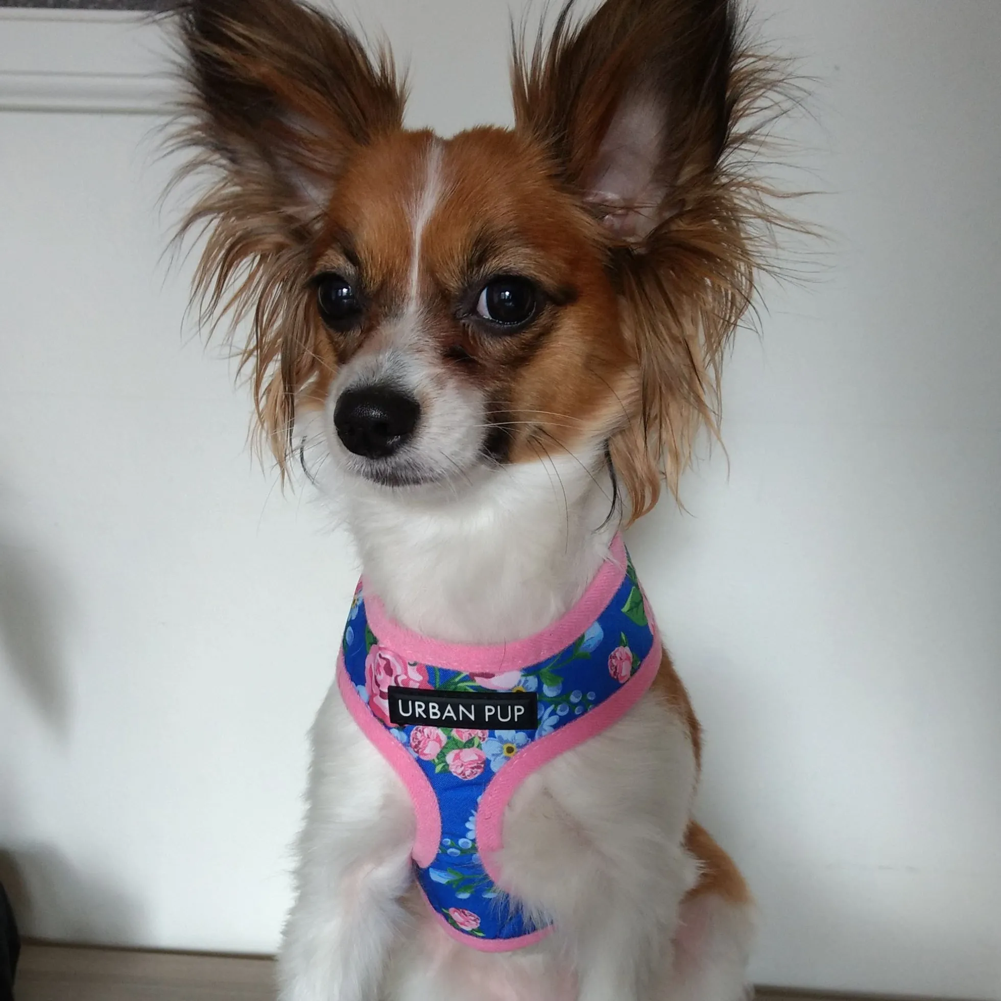 Urban Pup Harness