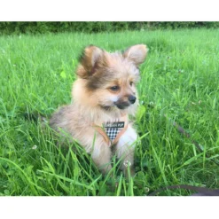Urban Pup Harness