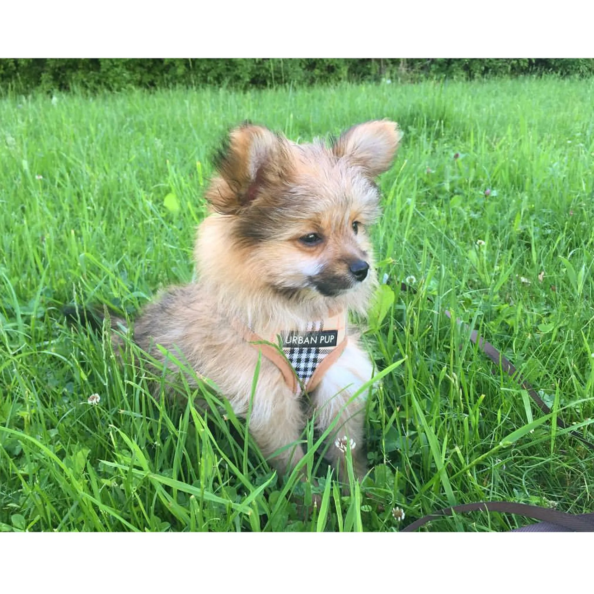 Urban Pup Harness