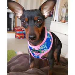 Urban Pup Harness