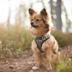 Urban Pup Harness
