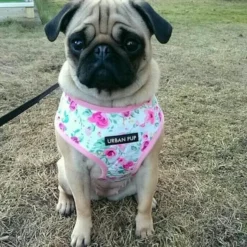 Urban Pup Harness
