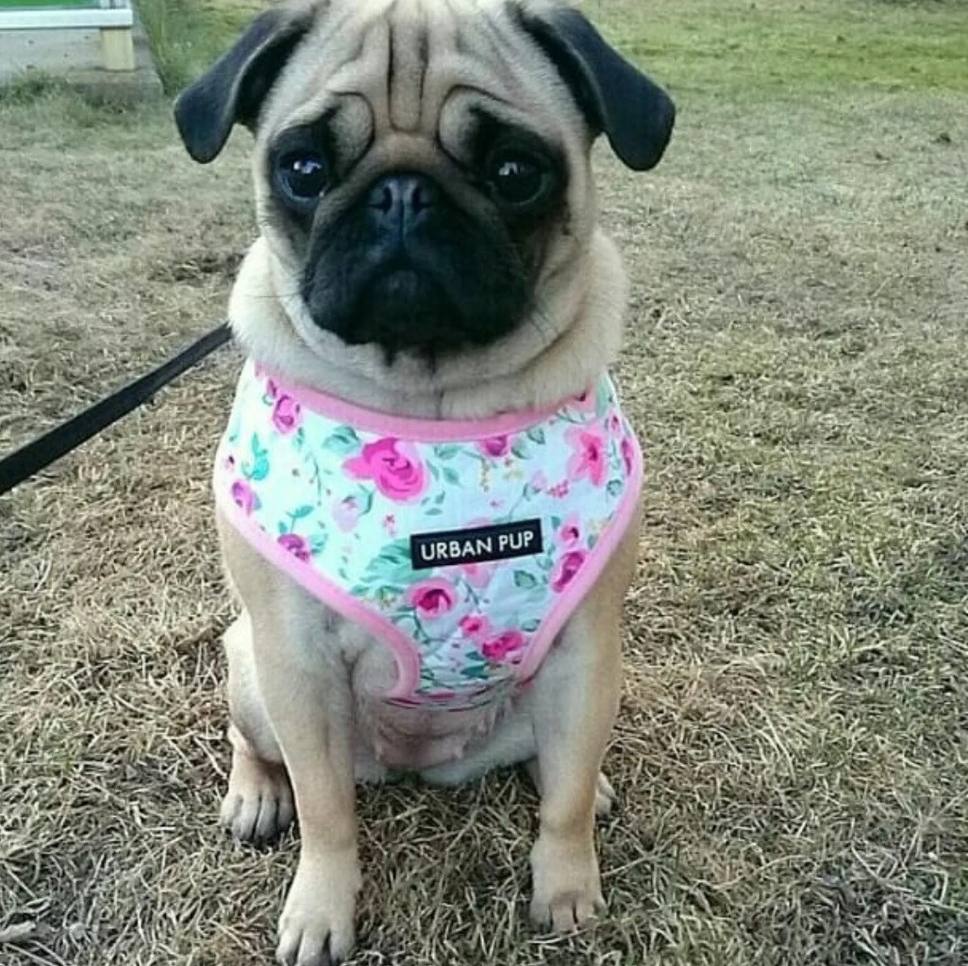 Urban Pup Harness