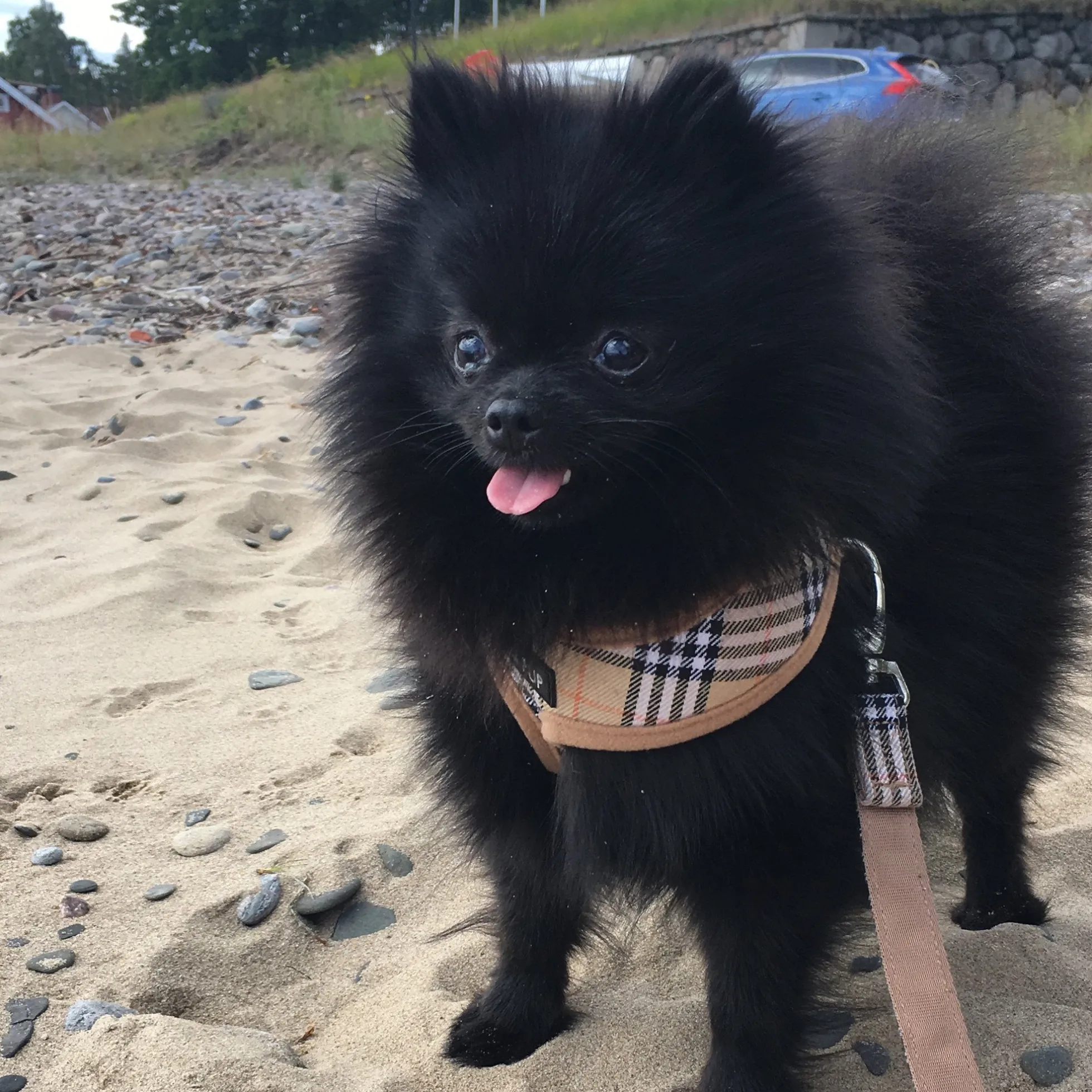 Urban Pup Harness
