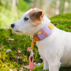 Woolly Wolf Alpha 360 Hundhalsband