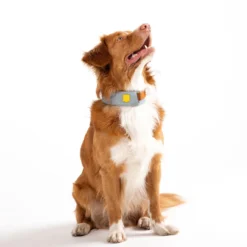 Woolly Wolf Alpha 360 Hundhalsband